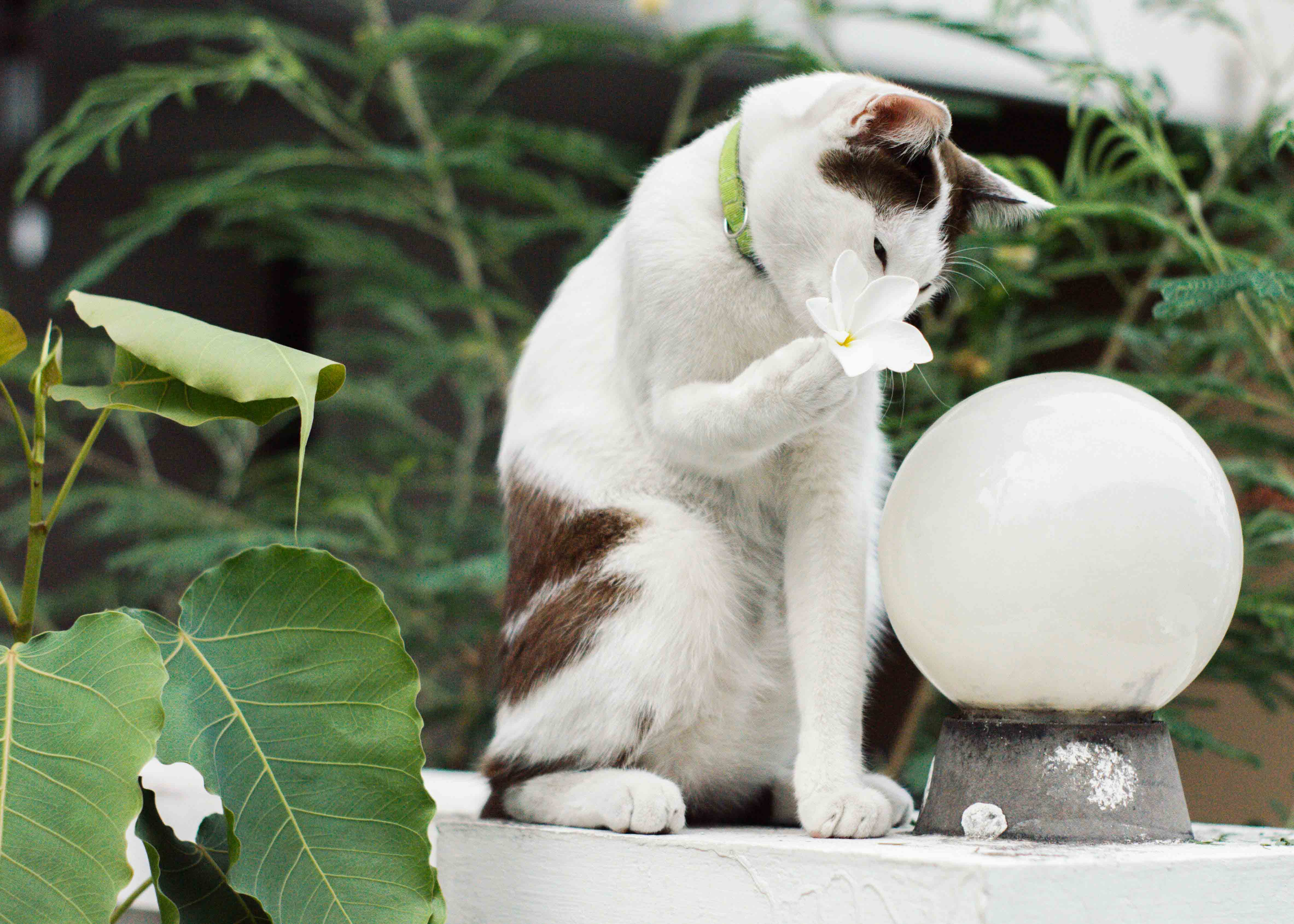 Portrait of my Thai cat, Casper